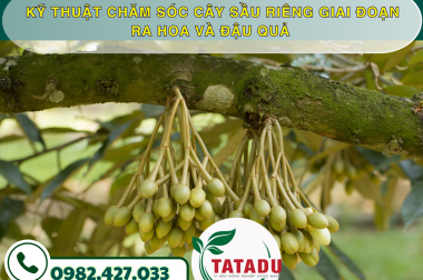 KỸ THUẬT CHĂM SÓC CÂY SẦU RIÊNG GIAI ĐOẠN RA HOA VÀ ĐẬU QUẢ – CÔNG TY TNHH TATADU