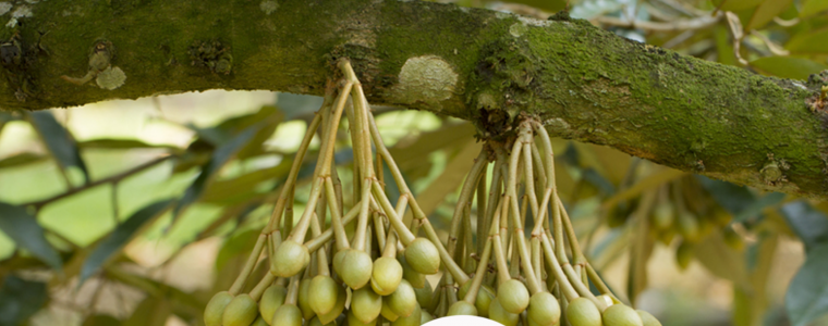 KY THUAT CHAM SOC CAY SAU RIENG GIAI DOAN RA HOA VA DAU QUA