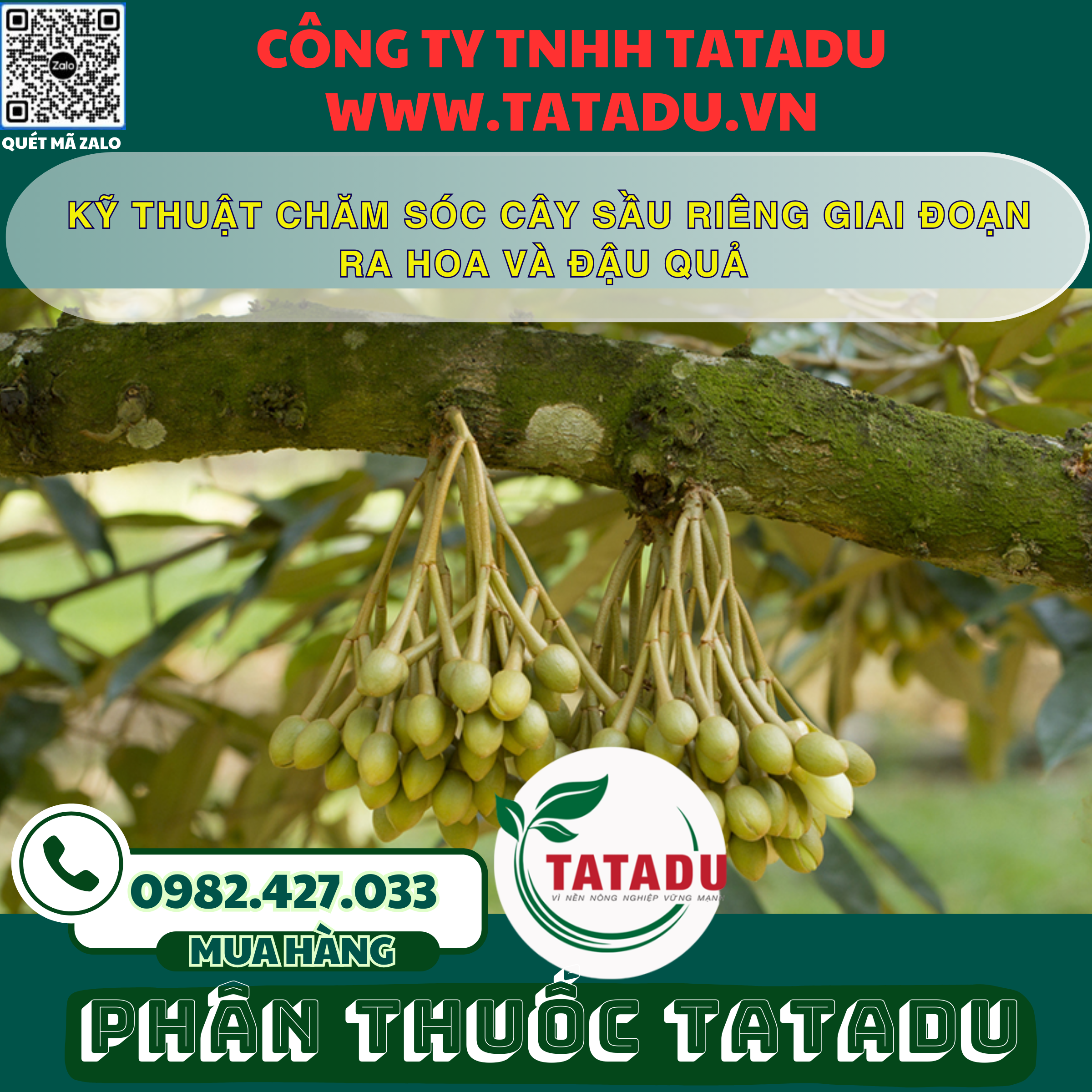 KY THUAT CHAM SOC CAY SAU RIENG GIAI DOAN RA HOA VA DAU QUA