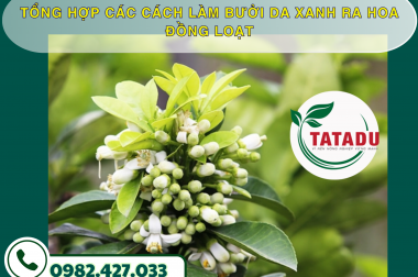 TỔNG HỢP CÁC CÁCH LÀM BƯỞI DA XANH RA HOA ĐỒNG LOẠT – CÔNG TY TNHH TATADU