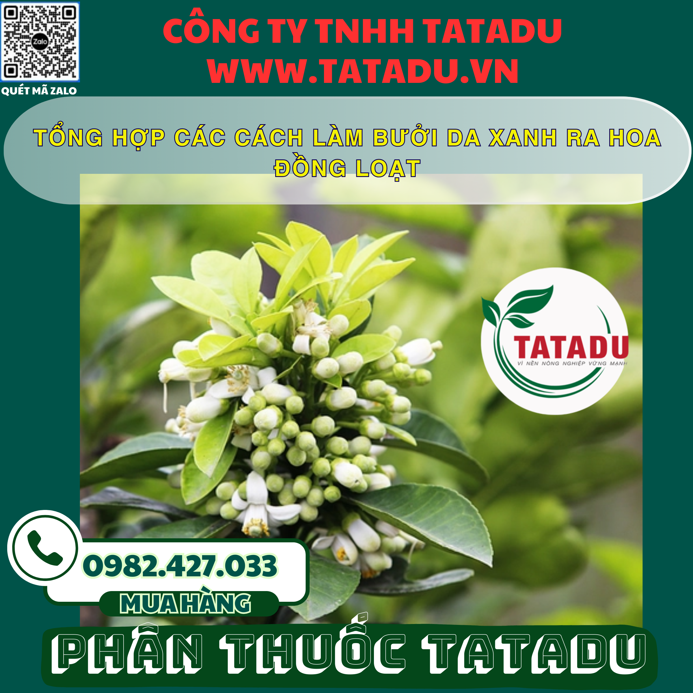 TONG HOP CAC CACH LAM BUOI DA XANH RA HOA DONG LOAT