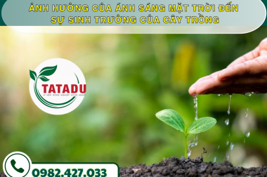 ẢNH HƯỞNG CỦA ÁNH SÁNG MẶT TRỜI ĐẾN SỰ SINH TRƯỞNG CỦA CÂY TRỒNG – CÔNG TY TNHH TATADU