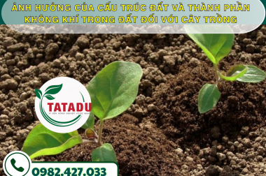 ẢNH HƯỞNG CỦA CẤU TRÚC ĐẤT VÀ THÀNH PHẦN KHÔNG KHÍ TRONG ĐẤT ĐỐI VỚI CÂY TRỒNG – CÔNG TY TNHH TATADU