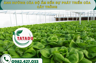 ẢNH HƯỞNG CỦA ĐỘ ẨM ĐẾN SỰ PHÁT TRIỂN CỦA CÂY TRỒNG – CÔNG TY TNHH TATADU