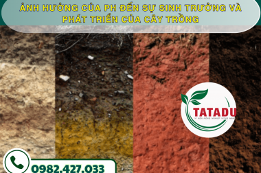 ẢNH HƯỞNG CỦA PH ĐẾN SỰ SINH TRƯỞNG VÀ PHÁT TRIỂN CỦA CÂY TRỒNG – CÔNG TY TNHH TATADU