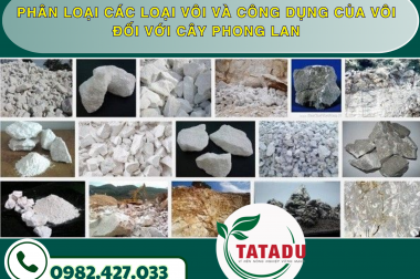 PHÂN LOẠI CÁC LOẠI VÔI VÀ CÔNG DỤNG CỦA VÔI ĐỐI VỚI CÂY PHONG LAN – CÔNG TY TNHH TATADU