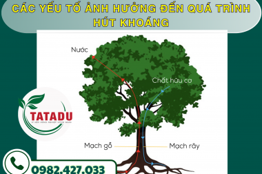 CÁC YẾU TỐ ẢNH HƯỞNG ĐẾN QUÁ TRÌNH HÚT KHOÁNG – CÔNG TY TNHH TATADU