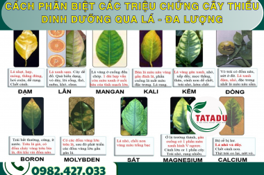 CÁCH PHÂN BIỆT CÁC TRIỆU CHỨNG CÂY THIẾU DINH DƯỠNG QUA LÁ – ĐA LƯỢNG – CÔNG TY TNHH TATADU