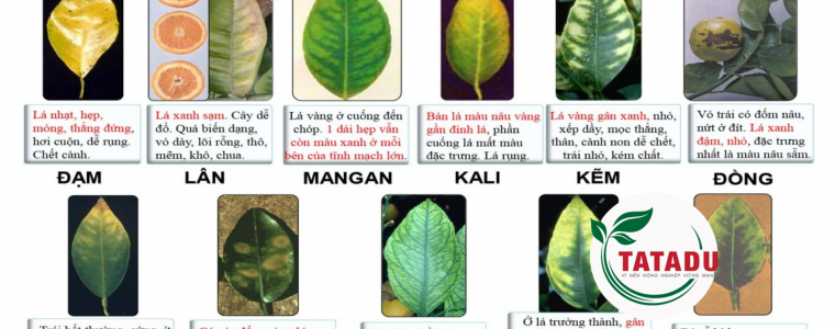 CACH PHAN BIET CAC TRIEU CHUNG CAY THIEU DINH DUONG QUA LA DA LUONG