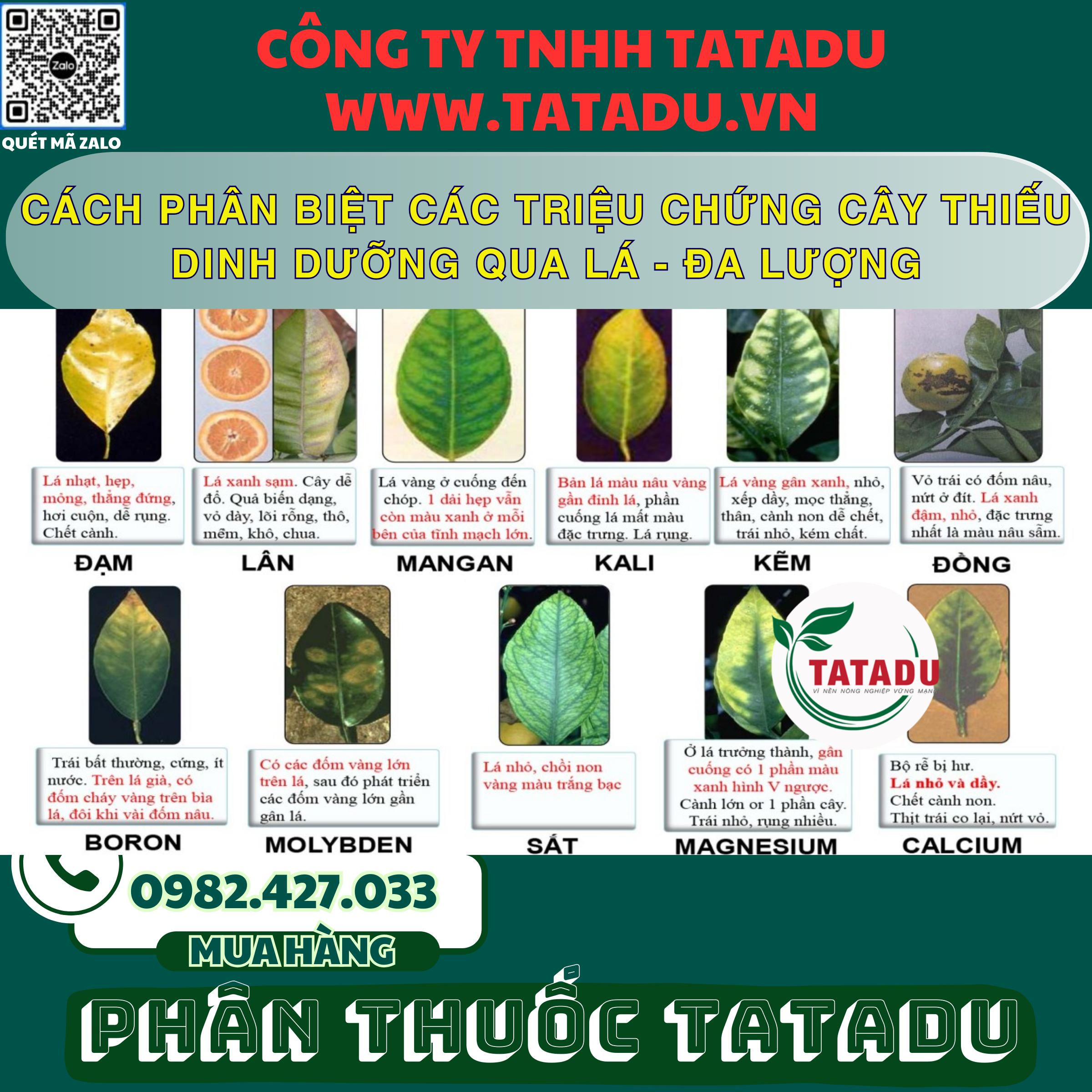 CACH PHAN BIET CAC TRIEU CHUNG CAY THIEU DINH DUONG QUA LA DA LUONG