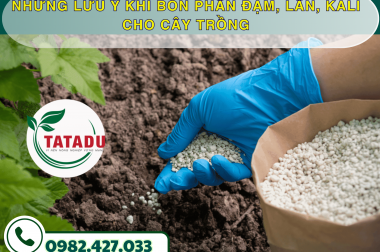 NHỮNG LƯU Ý KHI BÓN PHÂN ĐẠM, LÂN, KALI CHO CÂY TRỒNG – CÔNG TY TNHH TATADU