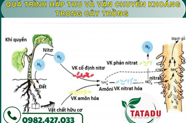 QUÁ TRÌNH HẤP THU VÀ VẬN CHUYỂN KHOÁNG TRONG CÂY TRỒNG – CÔNG TY TNHH TATADU
