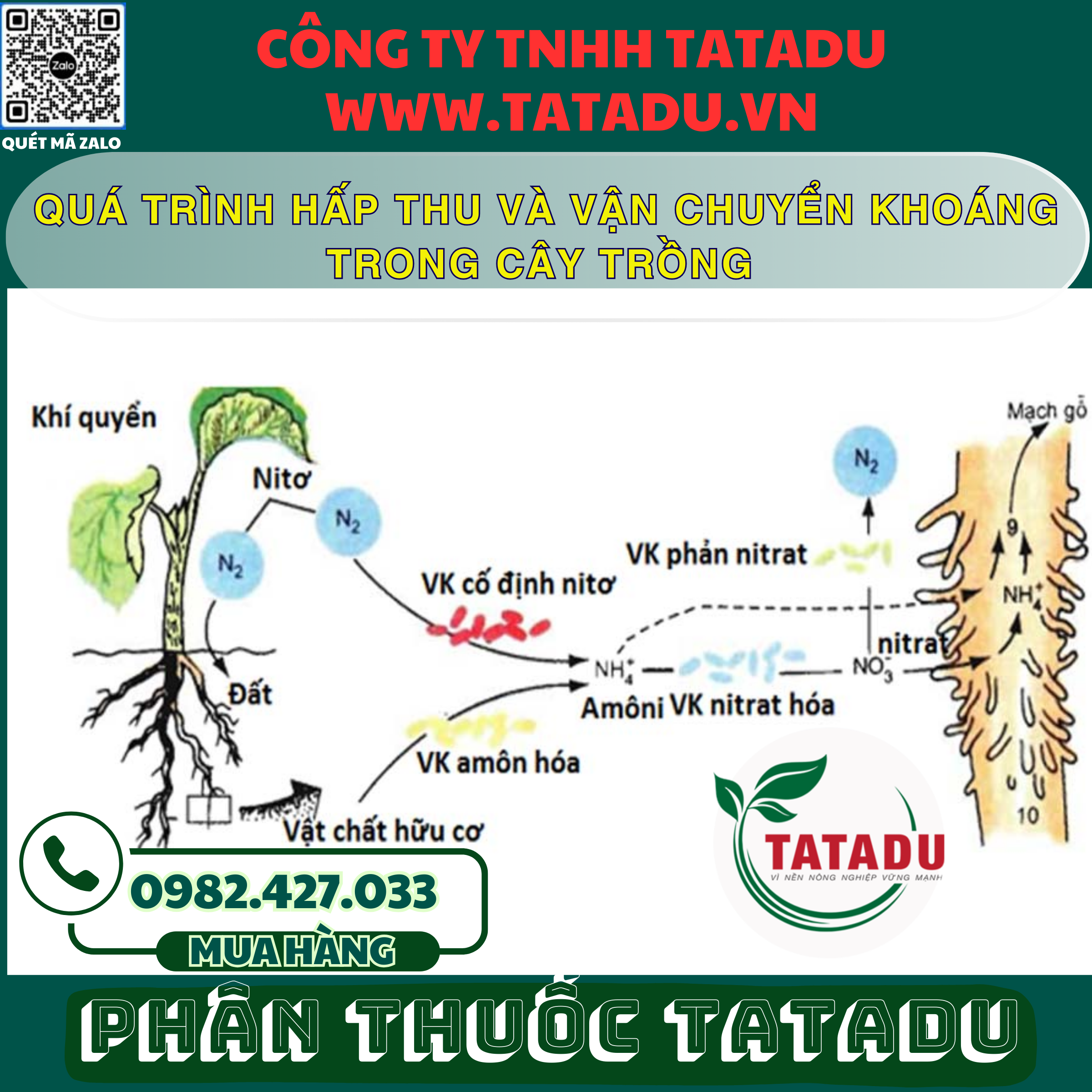 QUA TRINH HAP THU VA VAN CHUYEN KHOANG TRONG CAY TRONG