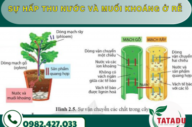 SỰ HẤP THU NƯỚC VÀ MUỐI KHOÁNG Ở RỄ – CÔNG TY TNHH TATADU