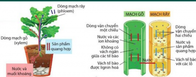 SU HAP THU NUOC VA MUOI KHOANG O RE