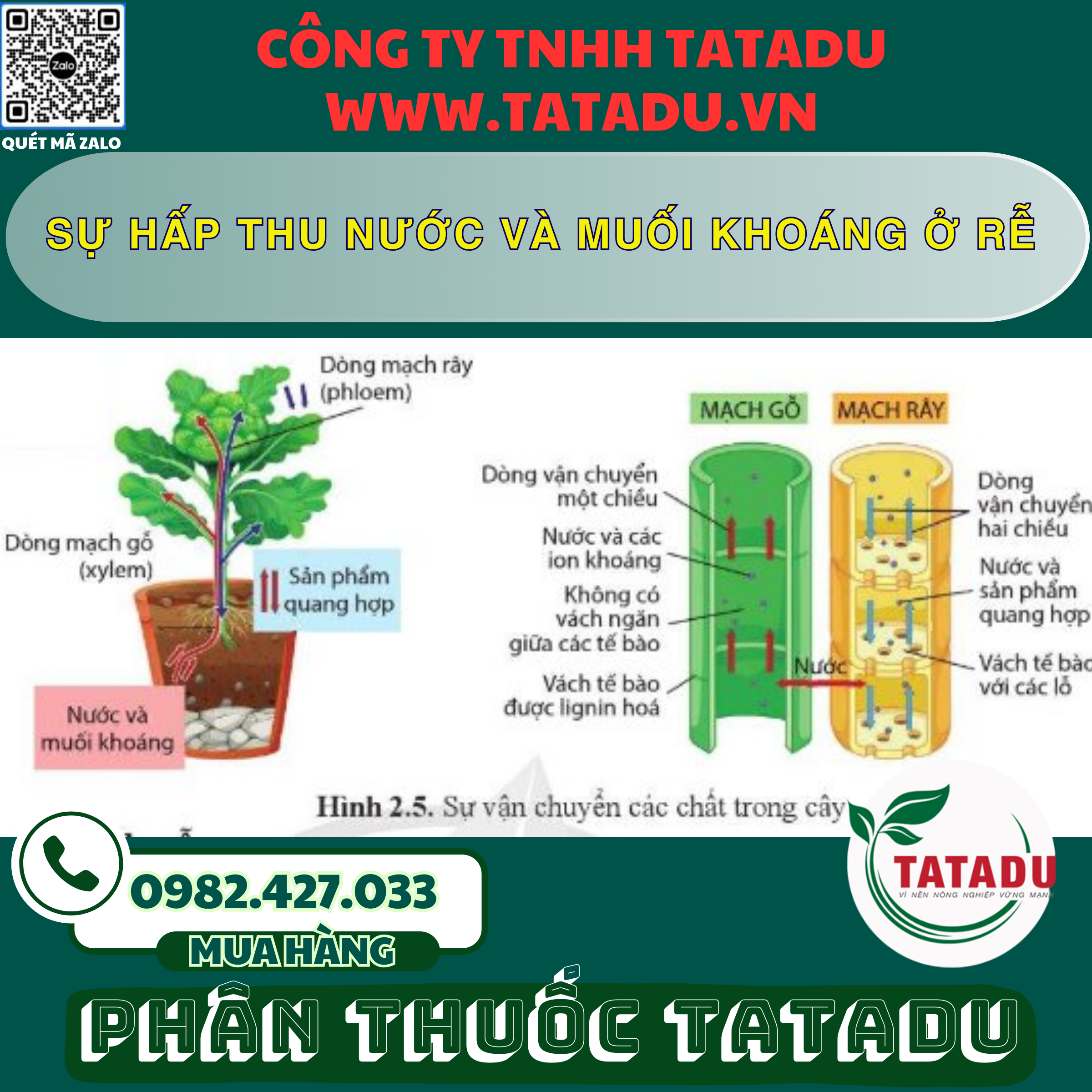 SU HAP THU NUOC VA MUOI KHOANG O RE