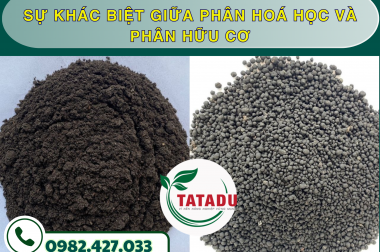 SỰ KHÁC BIỆT GIỮA PHÂN HOÁ HỌC VÀ PHÂN HỮU CƠ – CÔNG TY TNHH TATADU
