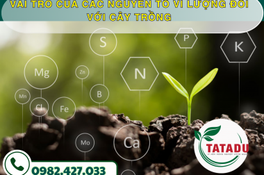 VAI TRÒ CỦA CÁC NGUYÊN TỐ VI LƯỢNG ĐỐI VỚI CÂY TRỒNG – CÔNG TY TNHH TATADU