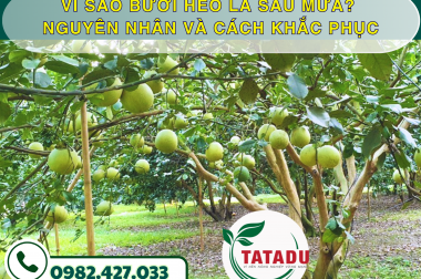 VÌ SAO BƯỞI HÉO LÁ SAU MƯA? NGUYÊN NHÂN VÀ CÁCH KHẮC PHỤC – CÔNG TY TNHH TATADU