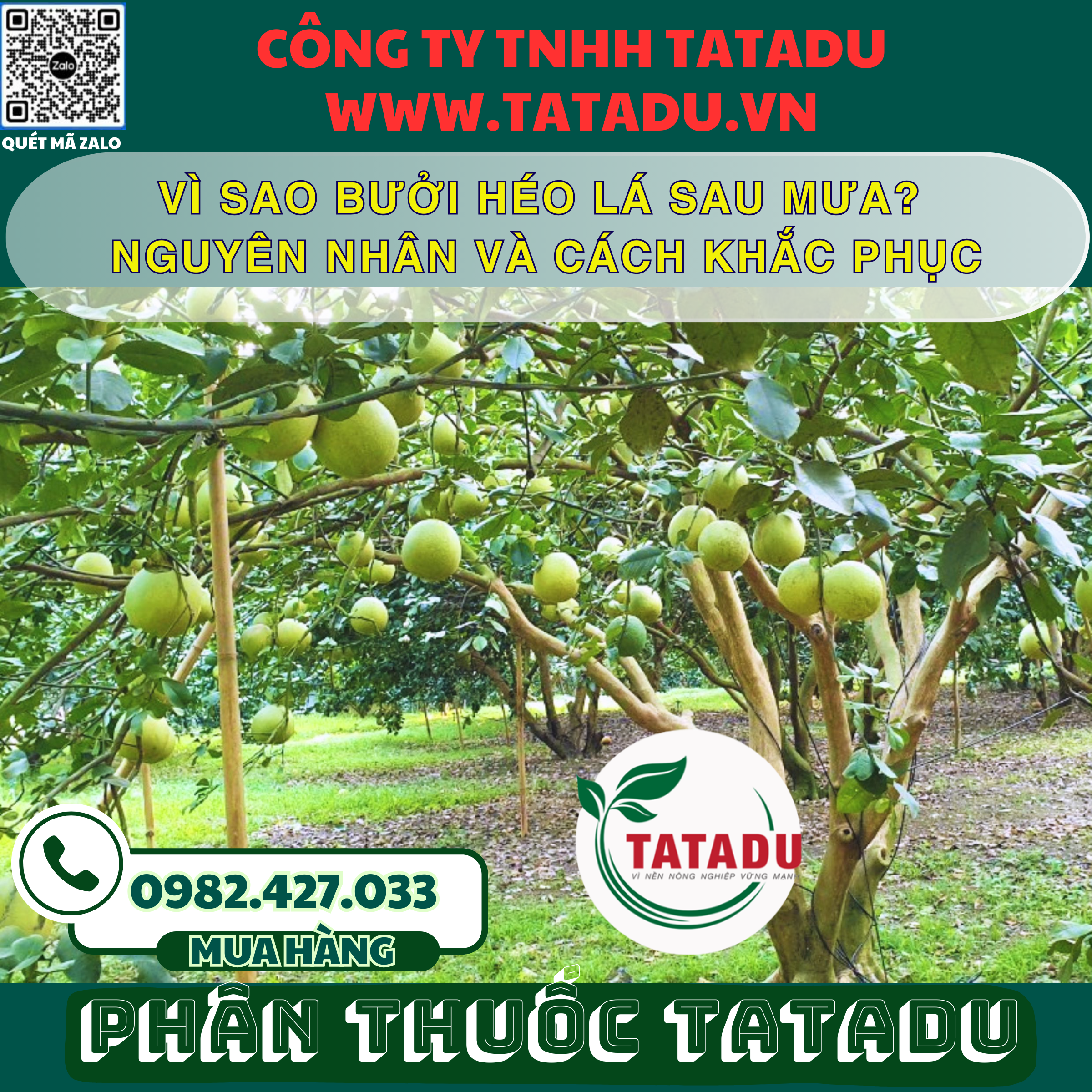 VI SAO BUOI HEO LA SAU MUA NGUYEN NHAN VA CACH KHAC PHUC