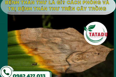 BỆNH THÁN THƯ LÀ GÌ? CÁCH PHÒNG VÀ TRỊ BỆNH THÁN THƯ TRÊN CÂY TRỒNG – CÔNG TY TNHH TATADU