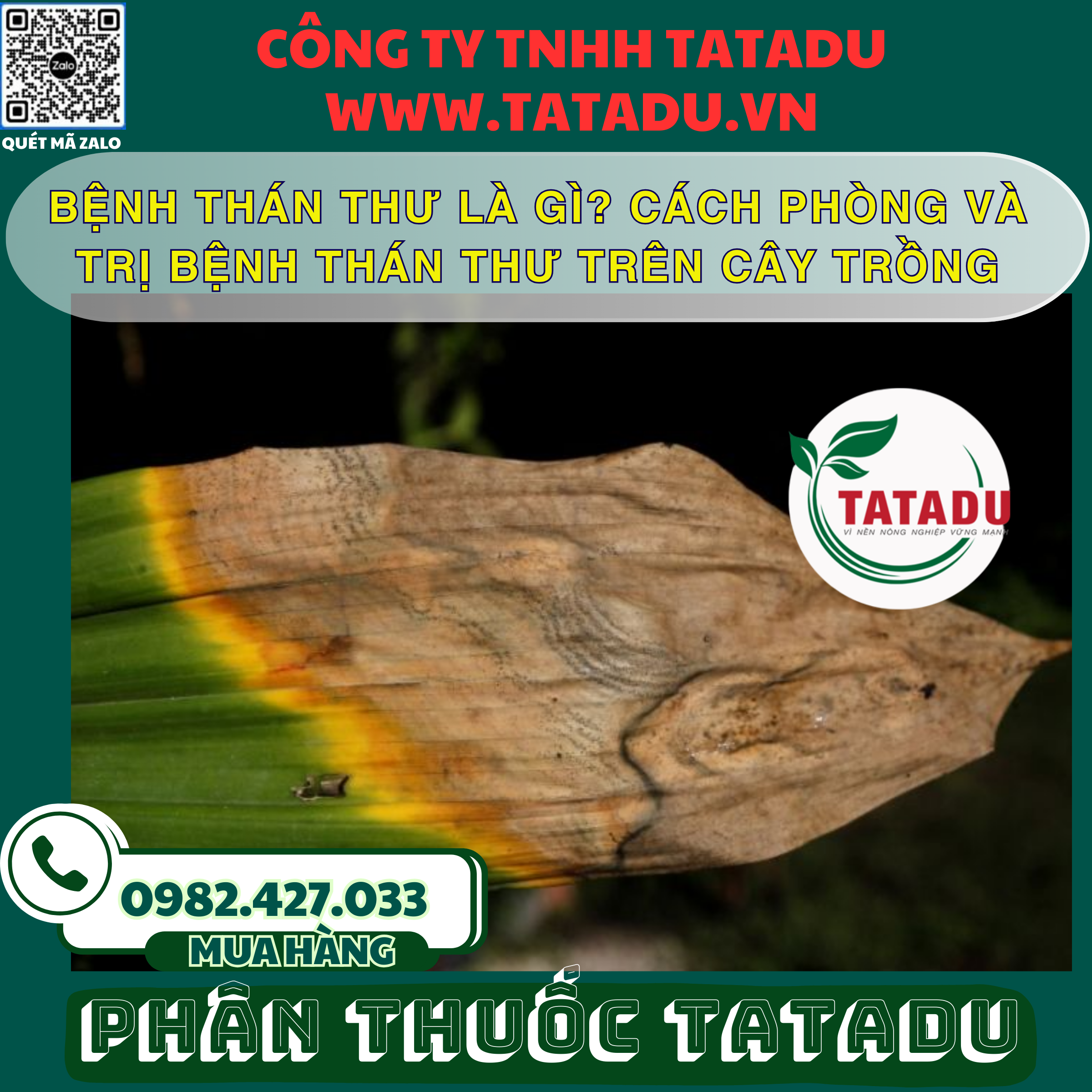 BENH THAN THU LA GI CACH PHONG VA TRI BENH THAN THU TREN CAY TRONG