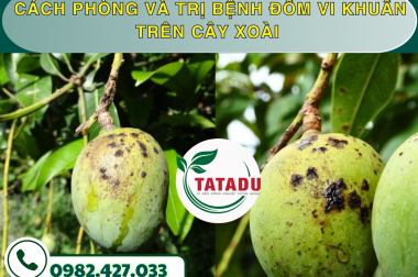 CÁCH PHÒNG VÀ TRỊ BỆNH ĐỐM VI KHUẨN TRÊN CÂY XOÀI – CÔNG TY TNHH TATADU