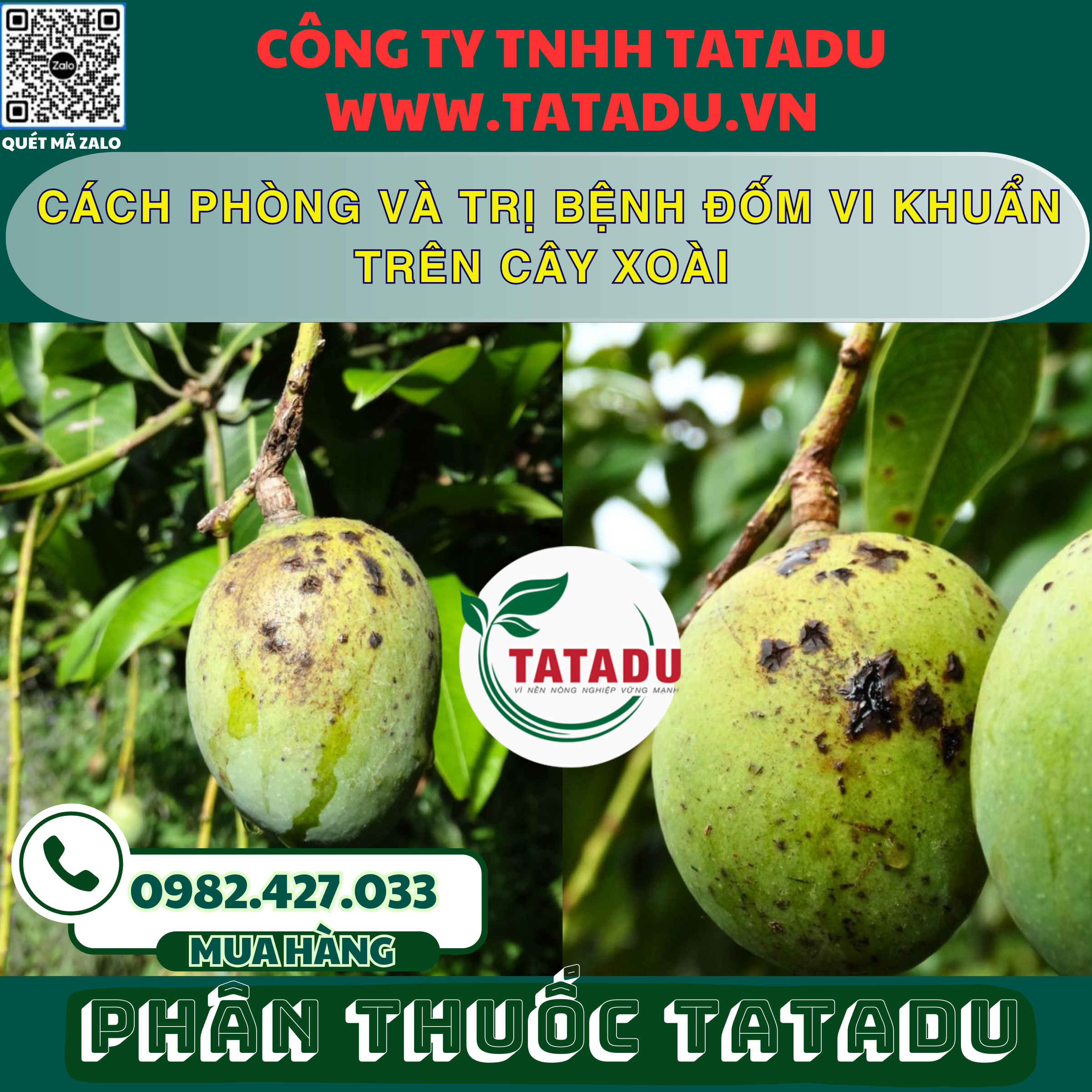 CACH PHONG VA TRI BENH DOM VI KHUAN TREN CAY XOAI