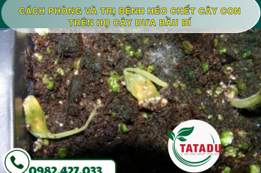 CÁCH PHÒNG VÀ TRỊ BỆNH HÉO CHẾT CÂY CON TRÊN HỌ CÂY DƯA BẦU BÍ – CÔNG TY TNHH TATADU