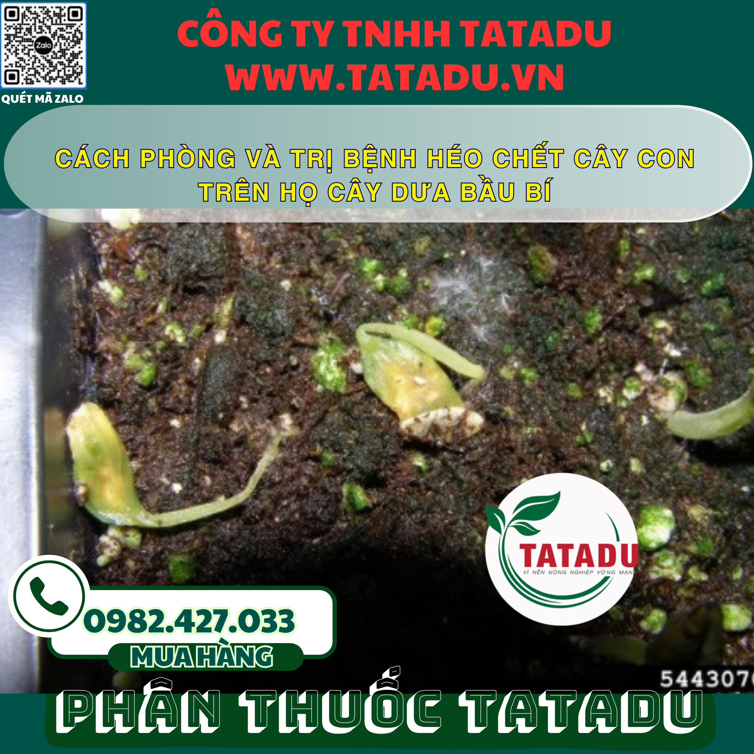 CACH PHONG VA TRI BENH HEO CHET CAY CON TREN HO CAY DUA BAU BI
