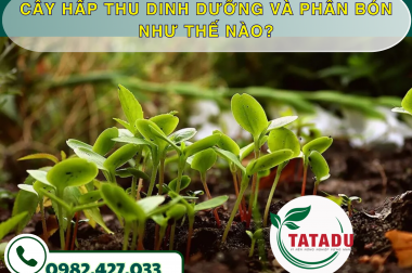 CÂY HẤP THU DINH DƯỠNG VÀ PHÂN BÓN NHƯ THẾ NÀO? – CÔNG TY TNHH TATADU