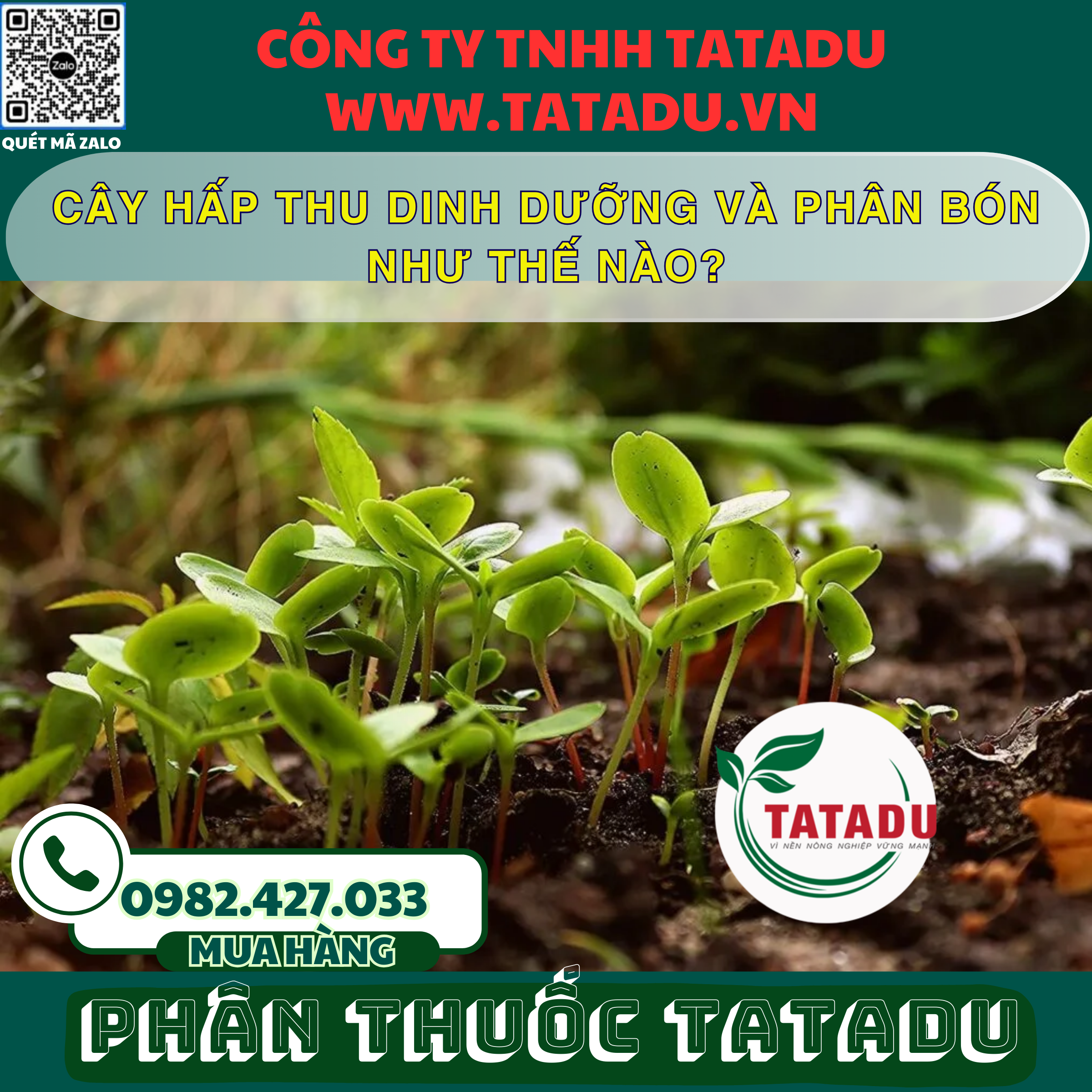 CAY HAP THU DINH DUONG VA PHAN BON NHU THE NAO