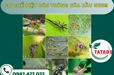 CƠ CHẾ DIỆT CÔN TRÙNG CỦA DẦU NEEM – CÔNG TY TNHH TATADU