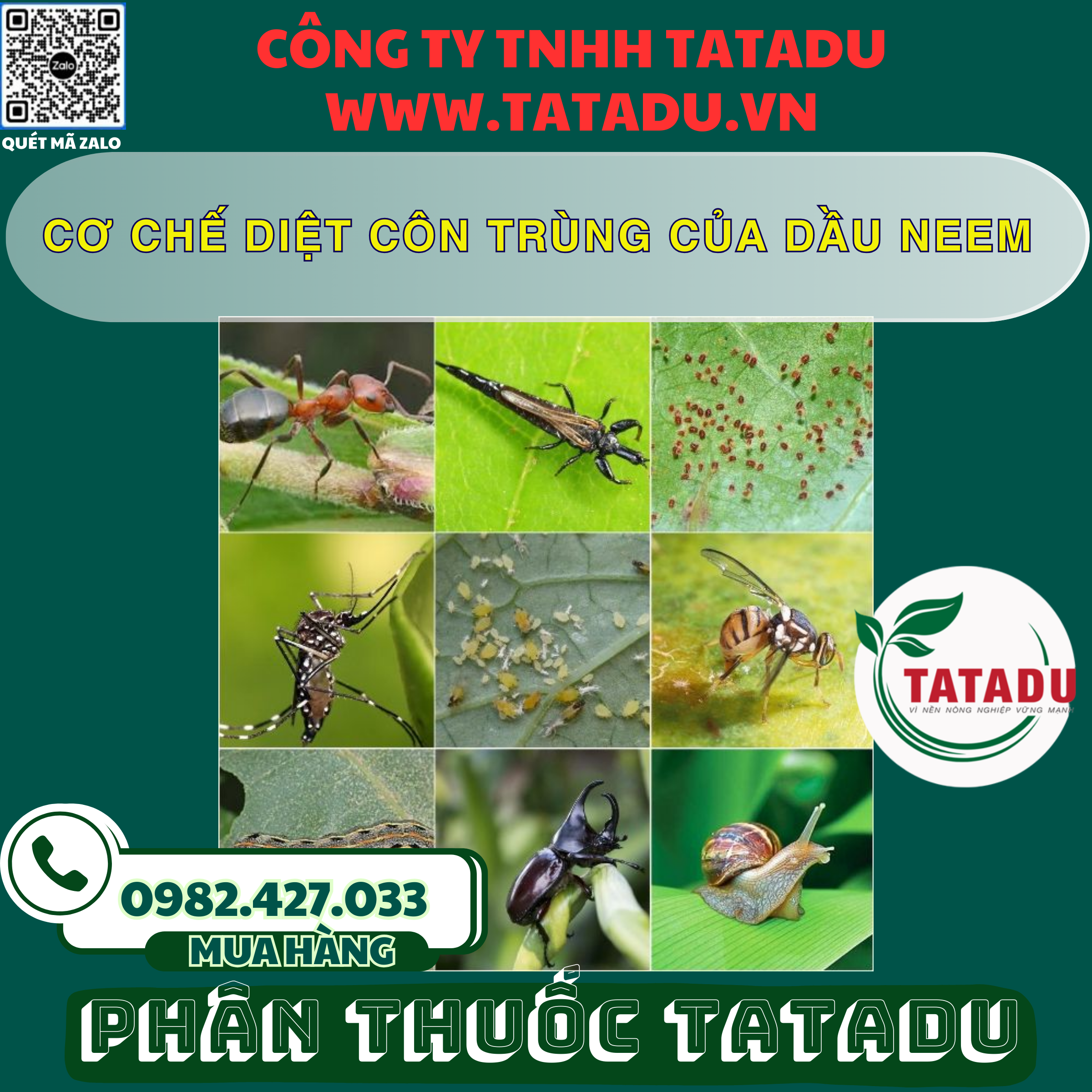 CO CHE DIET CON TRUNG CUA DAU NEEM