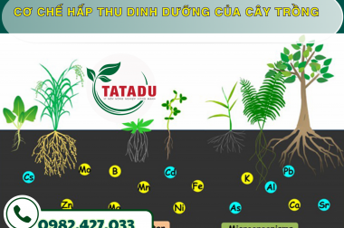 CƠ CHẾ HẤP THU DINH DƯỠNG CỦA CÂY TRỒNG – CÔNG TY TNHH TATADU
