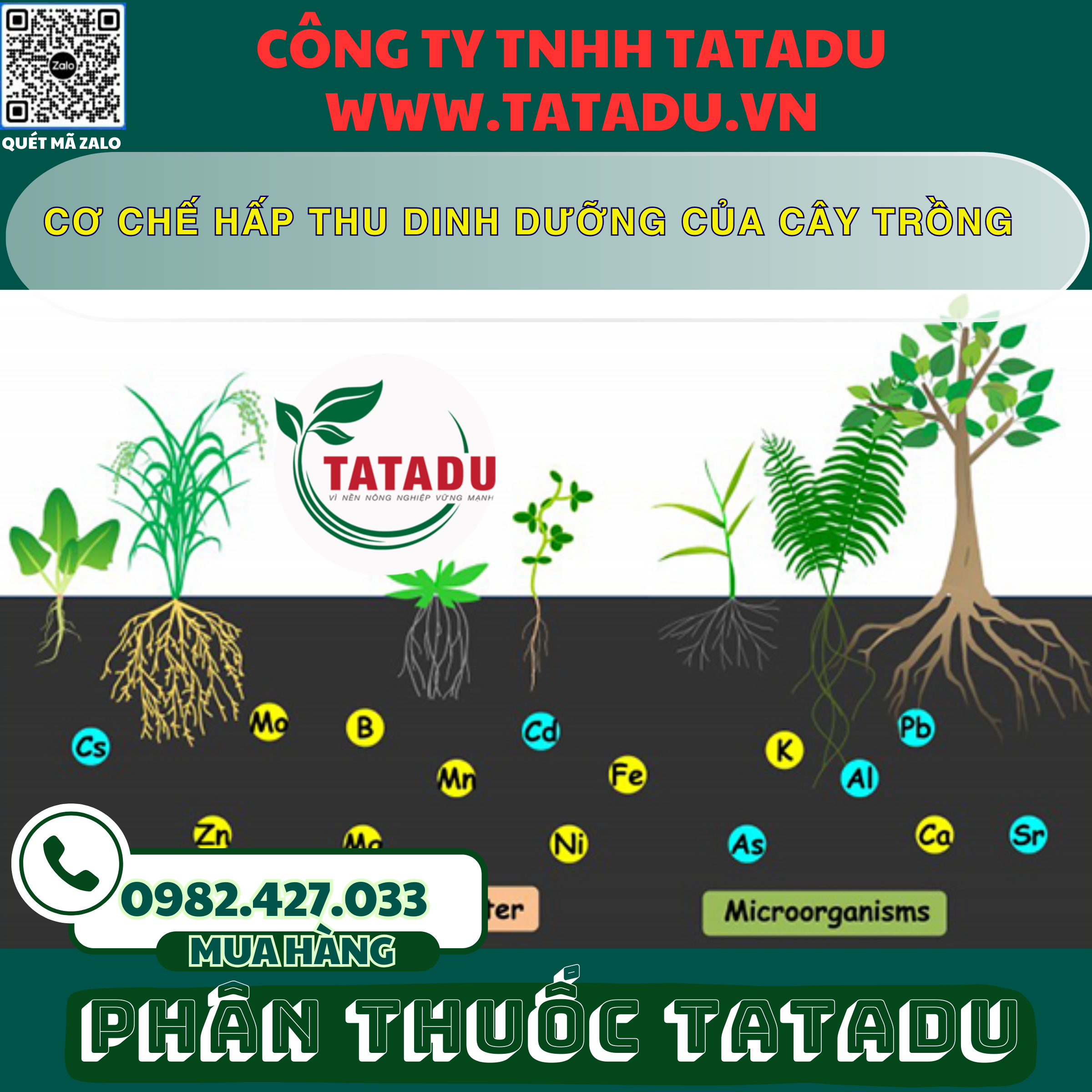 CO CHE HAP THU DINH DUONG CUA CAY TRONG