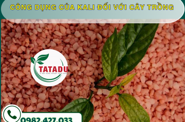 CÔNG DỤNG CỦA KALI ĐỐI VỚI CÂY TRỒNG – CÔNG TY TNHH TATADU