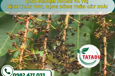 KINH NGHIỆM PHÒNG VÀ TRỊ BỆNH THÁN THƯ, RỤNG BÔNG TRÊN CÂY XOÀI – CÔNG TY TNHH TATADU