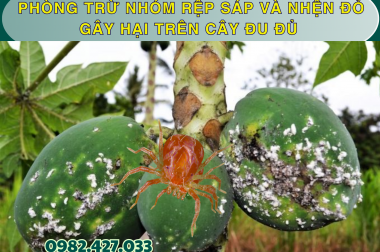 PHÒNG TRỪ NHÓM RỆP SÁP VÀ NHỆN ĐỎ GÂY HẠI TRÊN CÂY ĐU ĐỦ – CÔNG TY TNHH TATADU
