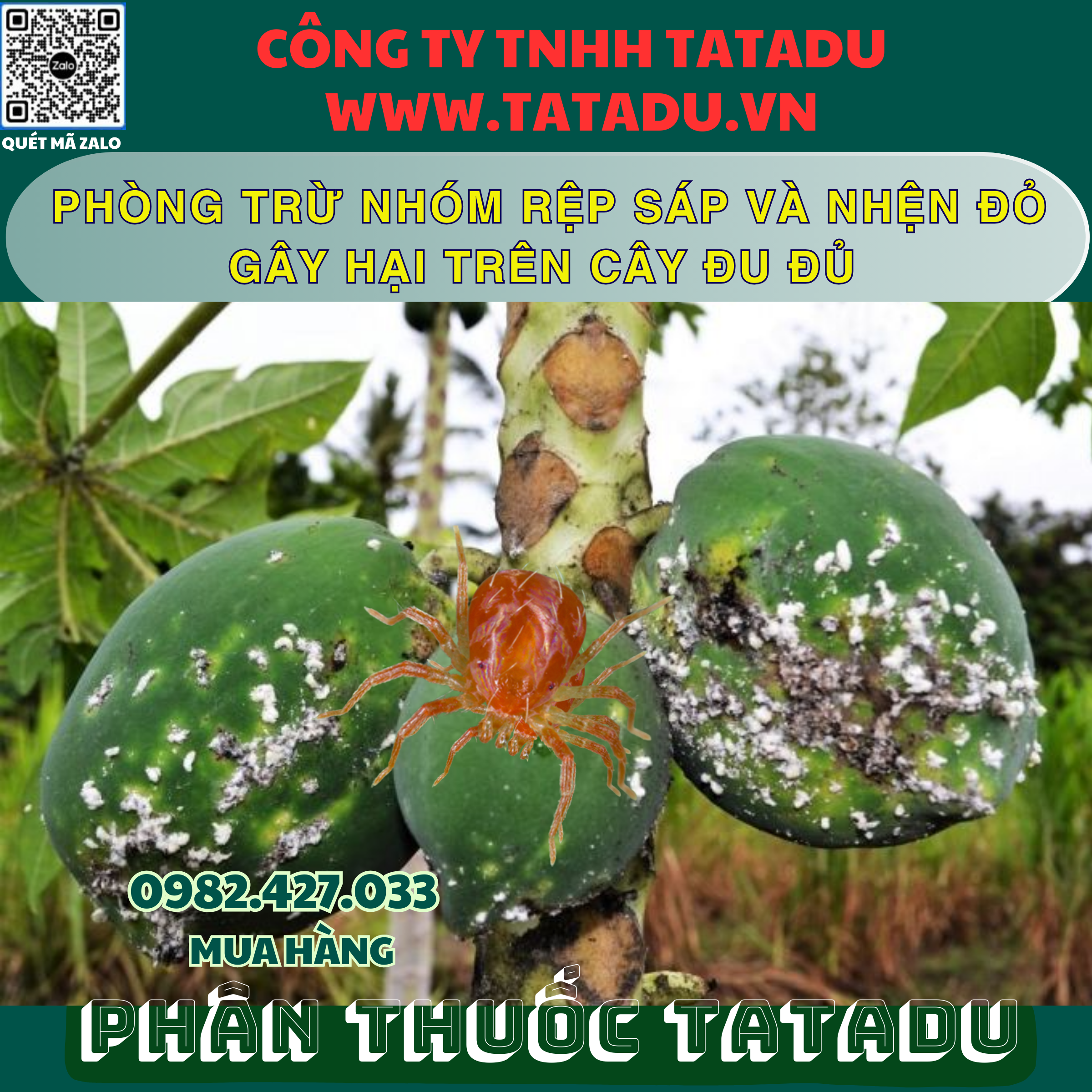 PHONG TRU NHOM REP SAP VA NHEN DO GAY HAI TREN CAY DU DU PHONG TRU NHOM REP SAP VA NHEN DO GAY HAI TREN CAY DU DU
