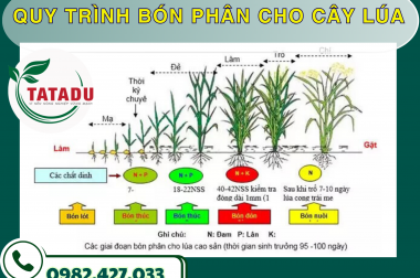 QUY TRÌNH BÓN PHÂN CHO CÂY LÚA – CÔNG TY TNHH TATADU