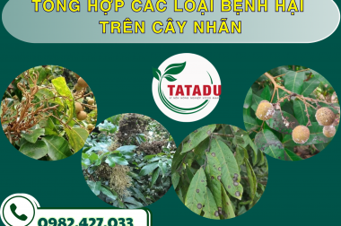 TỔNG HỢP CÁC LOẠI BỆNH HẠI TRÊN CÂY NHÃN – CÔNG TY TNHH TATADU