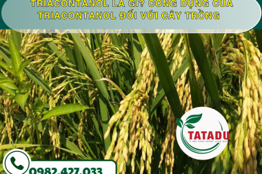 TRIACONTANOL LÀ GÌ? CÔNG DỤNG CỦA TRIACONTANOL ĐỐI VỚI CÂY TRỒNG – CÔNG TY TNHH TATADU