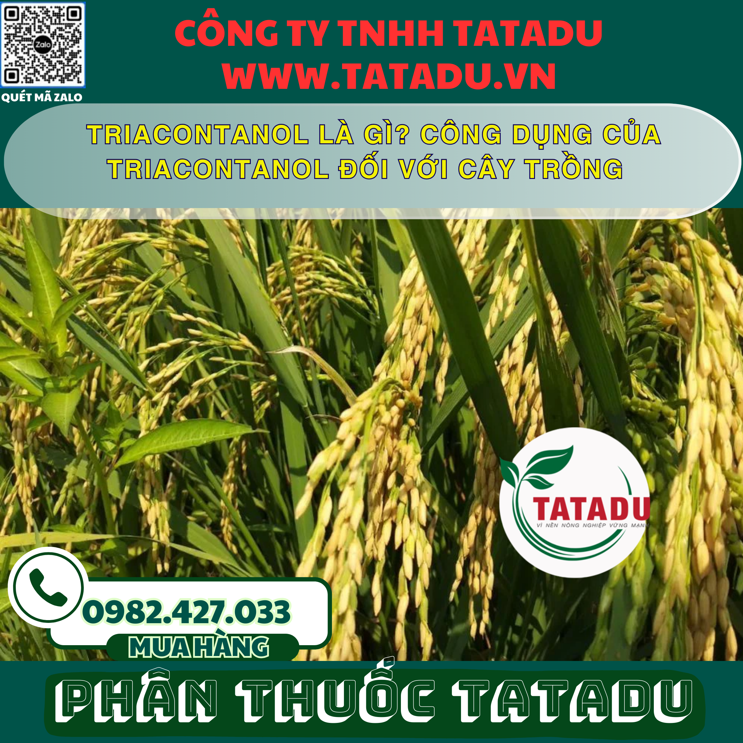 TRIACONTANOL LA GI CONG DUNG CUA TRIACONTANOL DOI VOI CAY TRONG