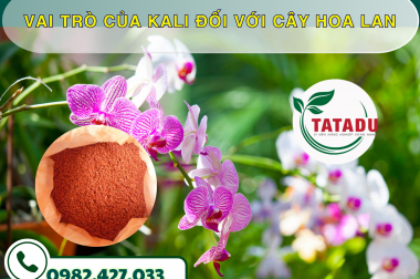 VAI TRÒ CỦA KALI ĐỐI VỚI CÂY HOA LAN – CÔNG TY TNHH TATADU
