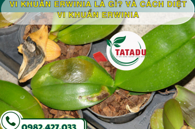 VI KHUẨN ERWINIA LÀ GÌ? VÀ CÁCH DIỆT VI KHUẨN ERWINIA