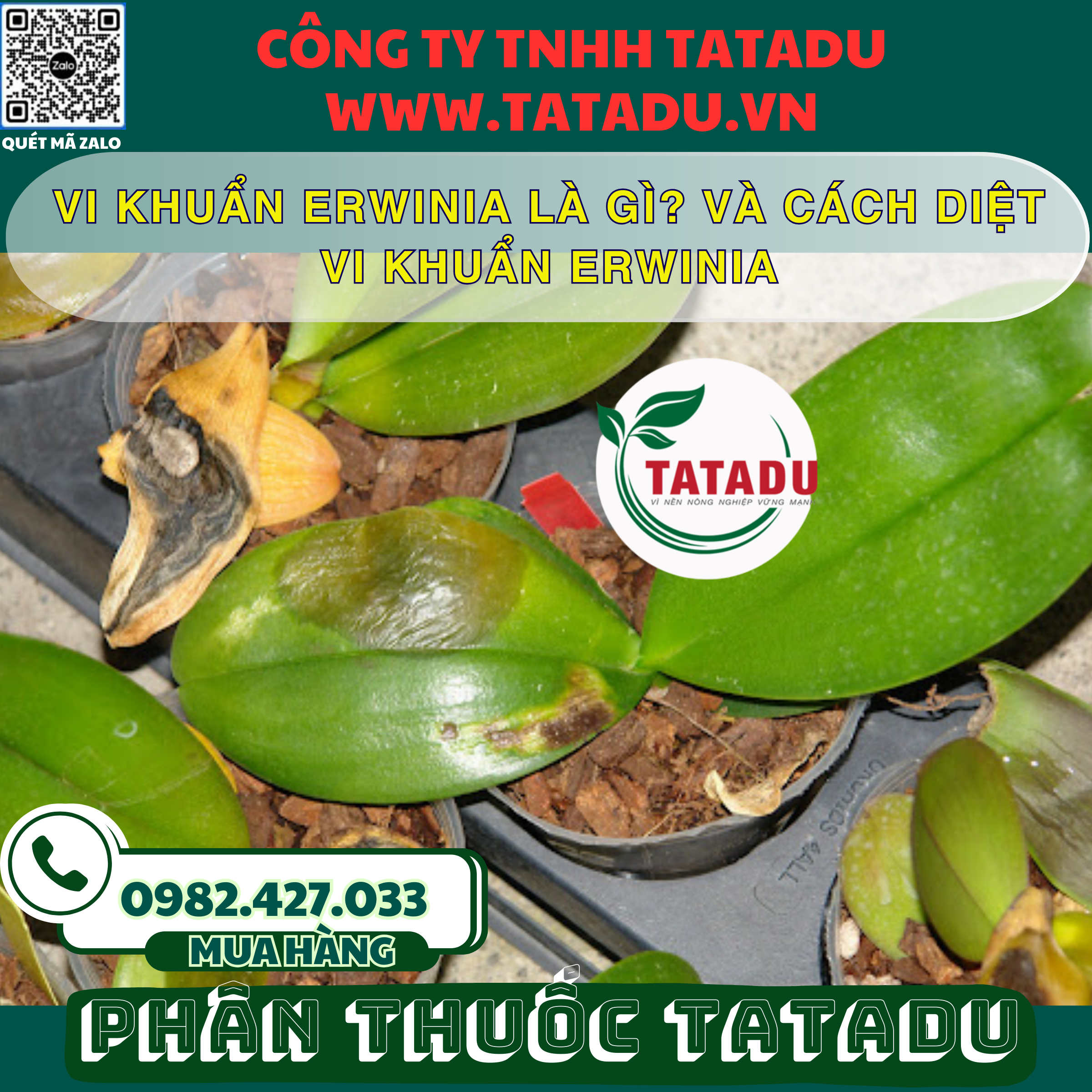 VI KHUAN ERWINIA LA GI VA CACH DIET VI KHUAN ERWINIA 1