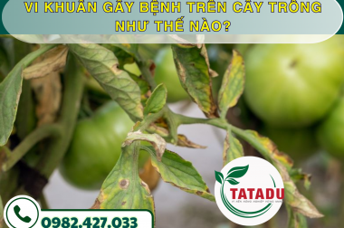 VI KHUẨN GÂY BỆNH TRÊN CÂY TRỒNG NHƯ THẾ NÀO? – CÔNG TY TNHH TATADU