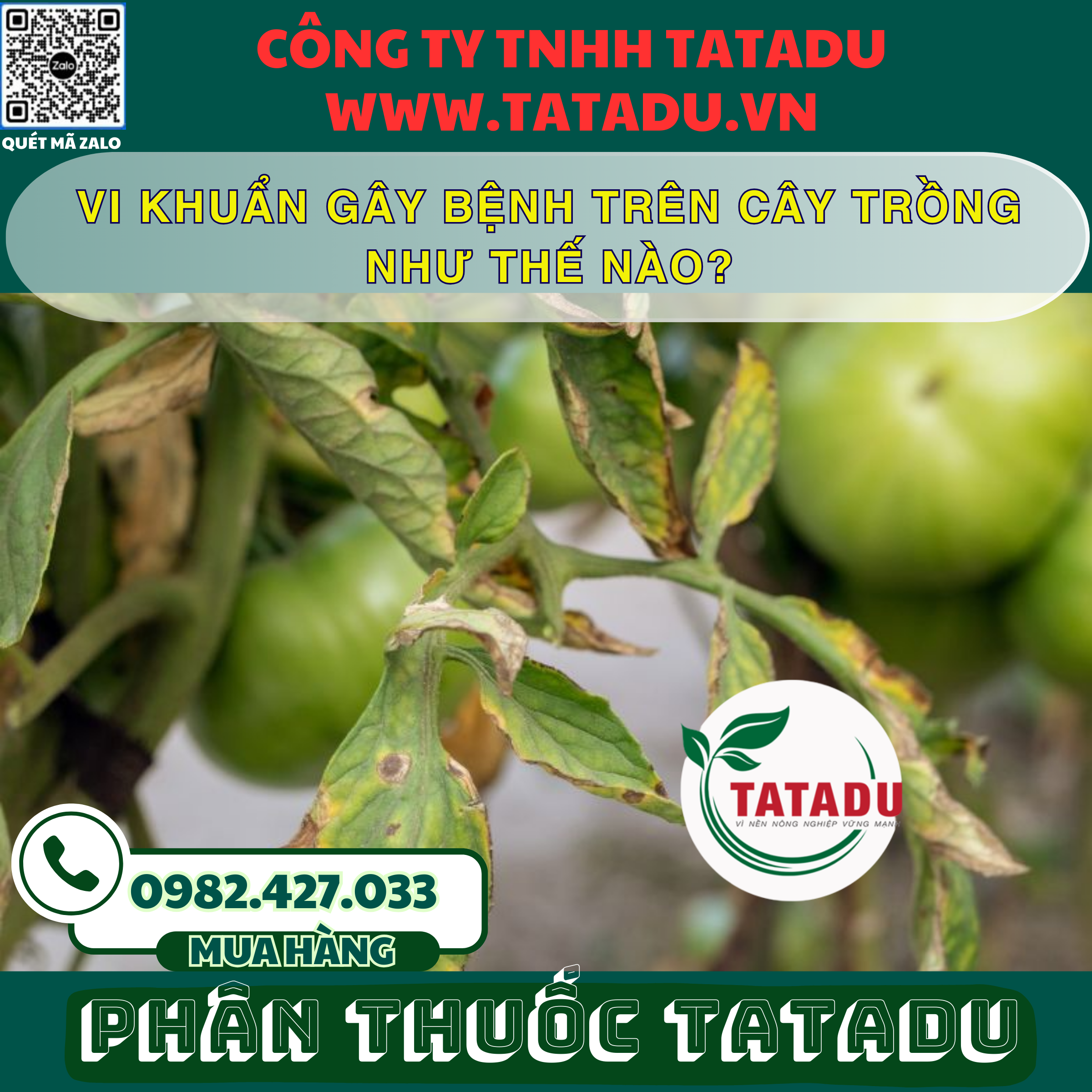 VI KHUAN GAY BENH TREN CAY TRONG NHU THE NAO VI KHUAN GAY BENH TREN CAY TRONG NHU THE NAO