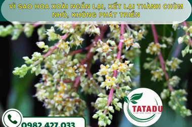 VÌ SAO HOA XOÀI NGẮN LẠI, KẾT LẠI THÀNH CHÙM NHỎ, KHÔNG PHÁT TRIỂN – CÔNG TY TNHH TATADU